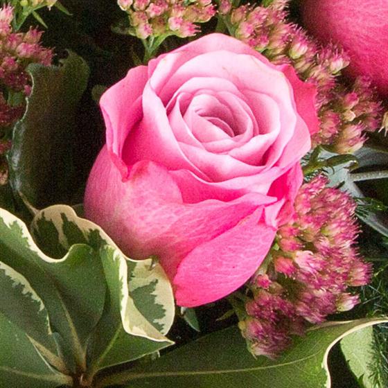 Six Long Stemmed Pink Roses Secret Garden Florist Carlton Nottingham